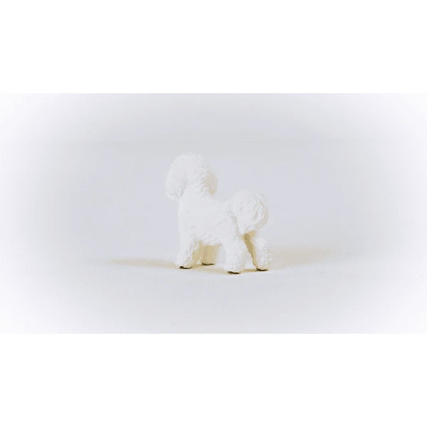 Schleich ® Bichon Frisé 13963 - Image 4